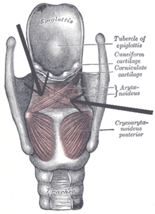 Musculusarytenoideus.png