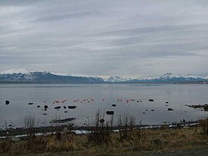 Flamingo's bij Puerto Natales