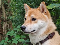 Seekor shiba inu dengan urajiro terpapar di muncung, di pipi, di telinga, dan di tekak