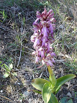 Hyacintorchis