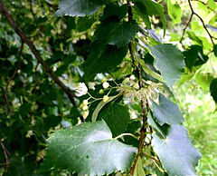 Tilia cordata, cvijet i listovi