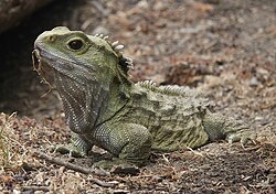 Tuatara (Sphenodon punctatus)