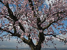 Almond Prunus dulcis.jpg