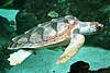 A loggerhead turtle at Océanopolis, Brest, France