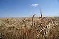 La cebada (Hordeum vulgare) es una planta monocotiledónea anual perteneciente a la familia de las poáceas (gramíneas), a su vez, es un cereal de gran importancia tanto para animales como para humanos y actualmente el quinto cereal más cultivado en el mundo (53 millones de hectáreas o 132 millones de acres). Por Rastrojo.