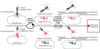 Overview of the Hershey-Chase experiments