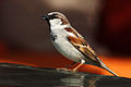 Gråsporv (Passer domesticus)