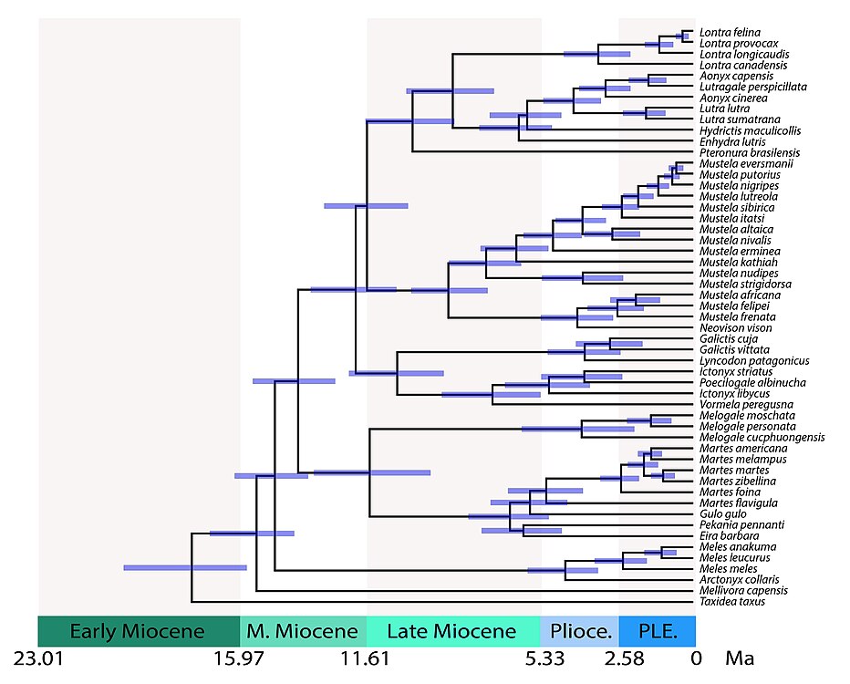 Árbol filogenético de Mustelidae con calibración temporal mostrando los tiempos de divergencia entre linajes. Distancias temporales: 28.8 millones de años (Ma) para mustélidos vs. prociónidos; 17.8 Ma para Taxidiinae; 15.5 Ma para Mellivorinae; 14.8 Ma para Melinae; 14.0 Ma para Guloninae + Helictidinae; 11.5 Ma para Guloninae vs. Helictidinae; 12.0 Ma para Ictonychinae; 11.6 Ma para Lutrinae vs. Mustelinae.[1]​