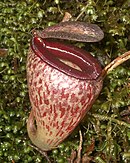 Nepenthes tenuis