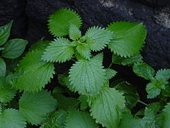 Urtica dioica