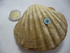 Pecten benedictus (fósil do mioceno)