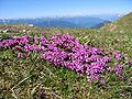 Silene acaulis