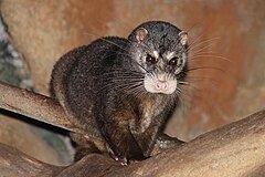 Description de l'image Stavenn Otter Civet (Cynogale bennettii).jpg.