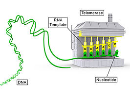 Schema van de werking van telomerase. Het enzym bestaat uit een eiwitgedeelte (grijs) en een RNA-gedeelte (geel).