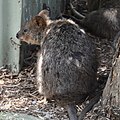 Quokka (Setonix brachyurus)