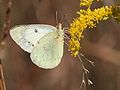 A female Clouded Sulphur (white form) nectaring on goldenrod