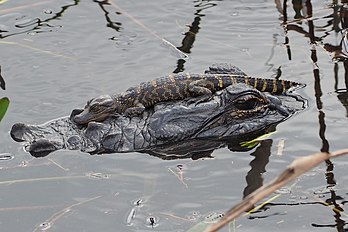 Jeune alligator d'Amérique posé sur la tête d'un adulte, dans le bassin de la rivière Kissimmee, en Floride. (définition réelle 2 400 × 1 600)