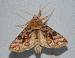 Autographa pulchrina – Oberseite