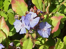 Ceratostigma plumbaginoides0.jpg