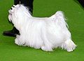 Coton de Tulear