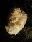 Hericium coralloides