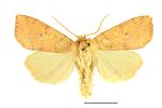 Enargia paleacea – Specimen