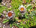 Erigeron uniflorus