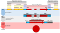 Diagram of the structure of a eukaryotic protein-coding gene, showing regulatory regions, introns, and coding regions. Four stages are shown: DNA, initial mRNA product, mature mRNA, and protein.