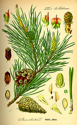 Pinus sylvestris