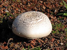 Leucoagaricus leucothites JPG1b.jpg