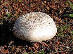 Baltasis balsvis (Leucoagaricus cretaceus)