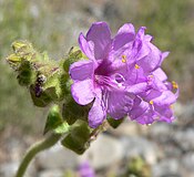 Mirabilis albida