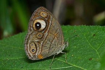 Mycalesis junonia, uma espécie de borboleta da subfamília Satyrinae, originária da Índia do Sul. (definição 5 266 × 3 511)