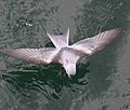 Fork-tailed storm petrel