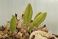 Pachypodium namaquanum