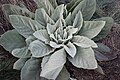 Verbascum at San Francisco Botanical Garden