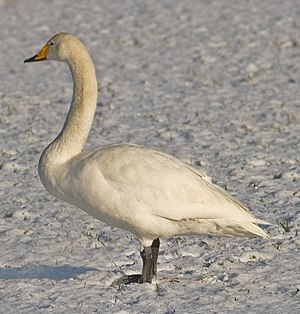 Sjongswaan (Cygnus cygnus) LC - least concern (ei trüüwet)