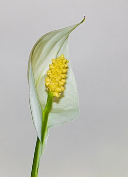 Spathiphyllum wallisii (lírio-da-paz).