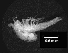 Tethysbaena ophelicola (Thermosbaenacea).