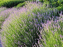 Lavandula angustifolia