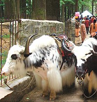 Yak di Manali, Himachal Pradesh, India