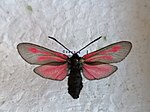 Zygaena osterodensis – Specimen