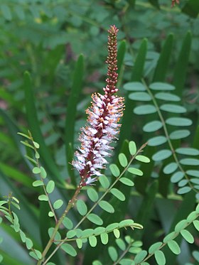 Amorpha herbacea Foto: scott.zona