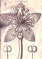 Illustration d'Anatomy of Plants (1682)