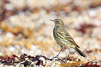 Anthus petrosus at Ringstead Bay, Dorset