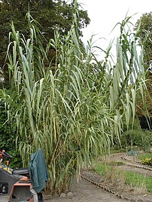 Arundo donax 1.jpg