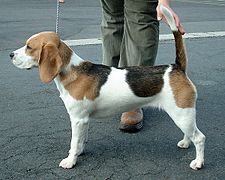 Þrílitur Beagle-hundur