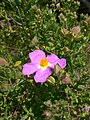 Cistus heterophyllus subsp. carthaginensis. Critically endangered cistus from Cartagena (Spain).