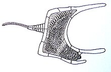 Cothurnocystis