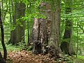 Alte Buche im NSG "Fauler Ort" (Brandenburg)